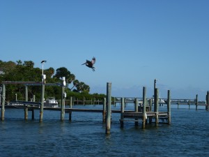 Bird at Estuary