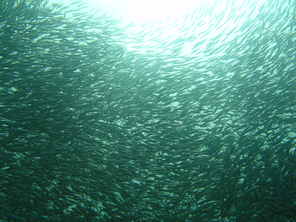 School of sardines @ Mactan Cebu