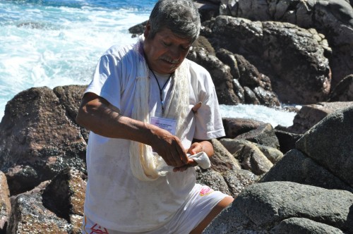 Habacuc harvesting snail dye in traditional manner 