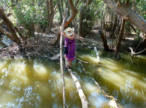 Mangrove lagoon at Barra de Navidad