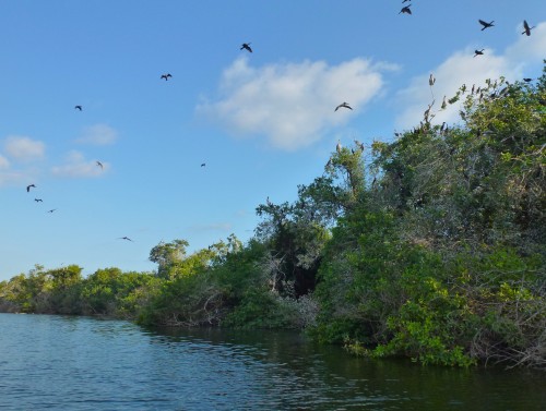 Where there are birds there are crocs